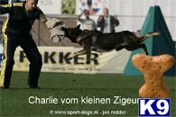 Von Der Schotterstrasse ~ German Shepherds